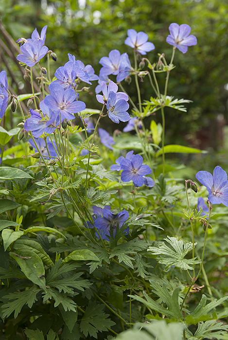 Kyl&auml;kurjenpolvi