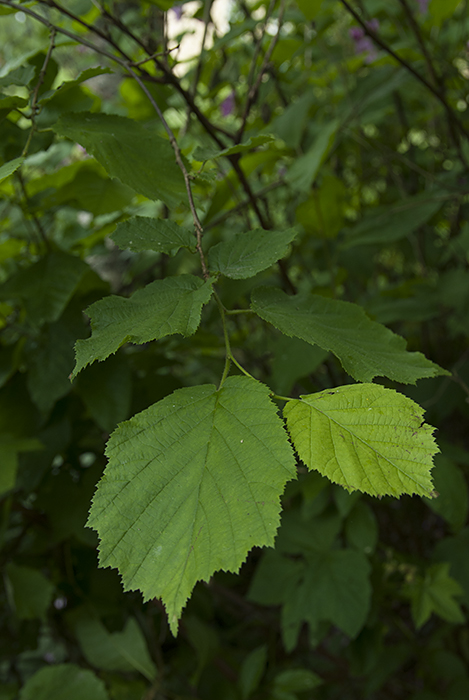 P&auml;hkin&auml;pensas